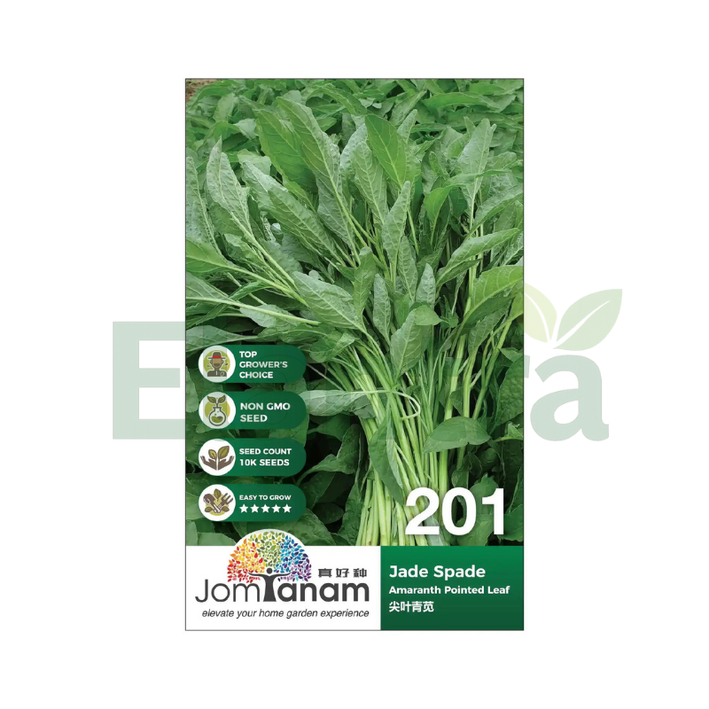 201 AMARANTH POINTED LEAF